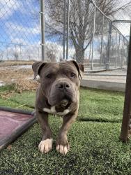 Lost Male Dog last seen Cranmer Park Denver, Denver, CO 80220