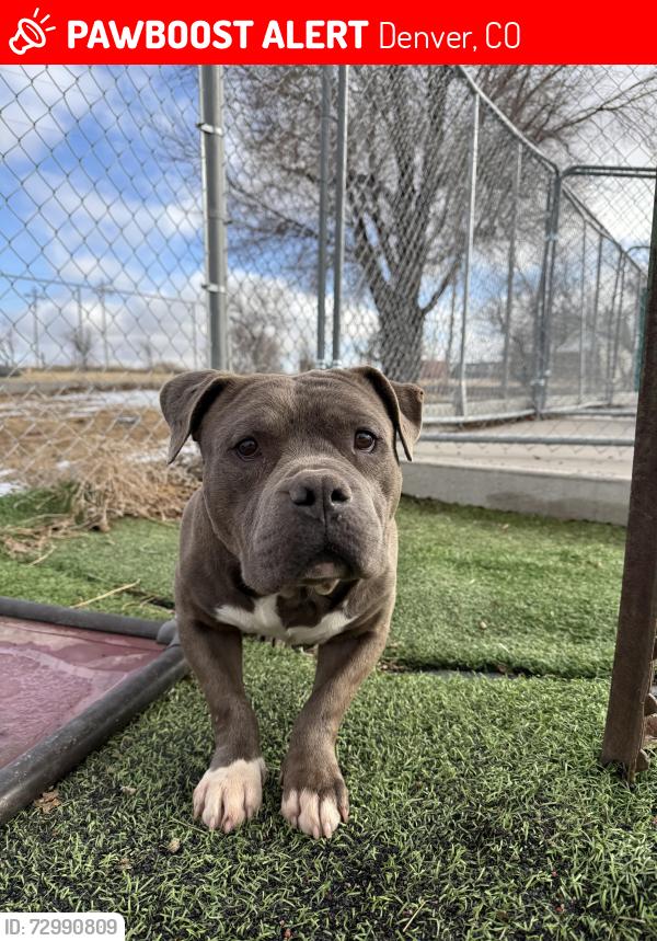 Lost Male Dog last seen Cranmer Park Denver, Denver, CO 80220
