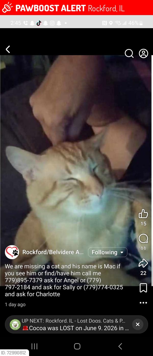 Lost Male Cat last seen Near 7th street in Rockford ILLINOIS and 918 sandy hollow rd in Rockford ILLINOIS , Rockford, IL 61109