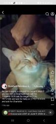 Lost Male Cat last seen Near 7th street in Rockford ILLINOIS and 918 sandy hollow rd in Rockford ILLINOIS , Rockford, IL 61109