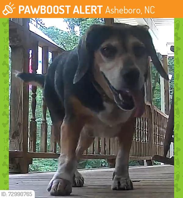 Found/Stray Female Dog last seen Lake Forest area, Asheboro, NC 27205