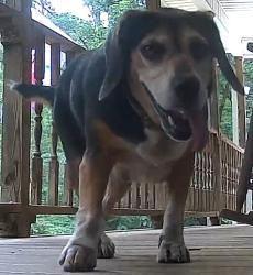 Found/Stray Female Dog last seen Lake Forest area, Asheboro, NC 27205