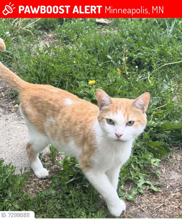 Lost Male Cat last seen Near Logan Ave N, Minneapolis, MN 55411