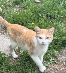 Lost Male Cat last seen Near Logan Ave N, Minneapolis, MN 55411