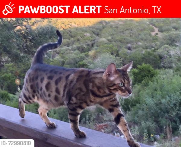 Lost Male Cat last seen Vistas of Sonoma , San Antonio, TX 78023