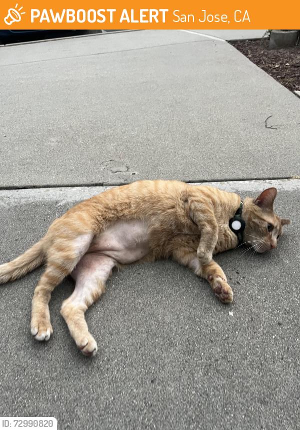 Found/Stray Male Cat last seen four oaks rd, San Jose, CA 95131