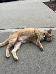 Found/Stray Male Cat last seen four oaks rd, San Jose, CA 95131
