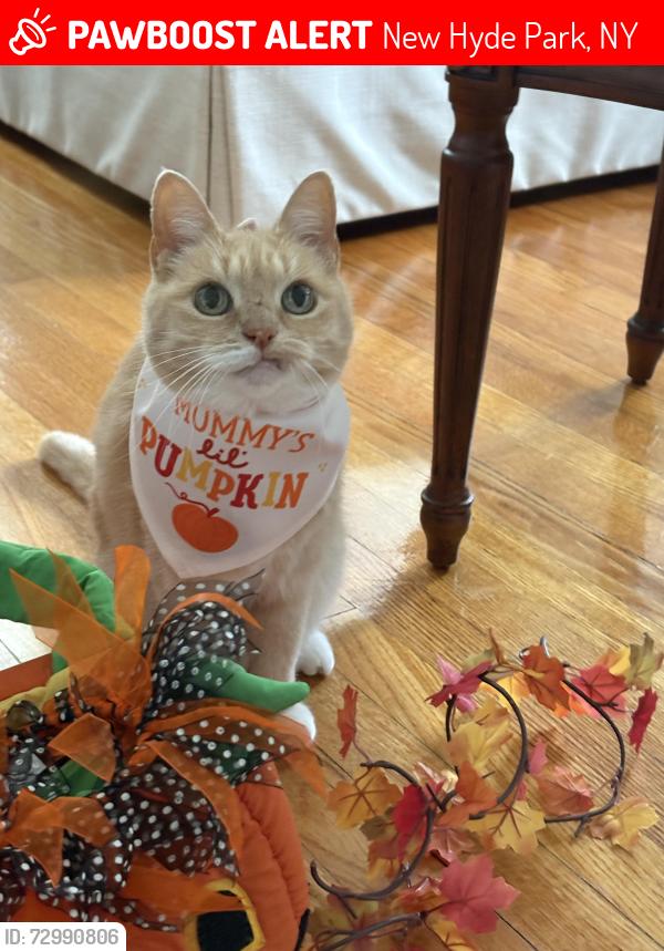 Lost Female Cat last seen 7th Avenue and Premier Blvd Village of New Hyde Park, New Hyde Park, NY 11040