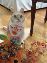 Lost Female Cat last seen 7th Avenue and Premier Blvd Village of New Hyde Park, New Hyde Park, NY 11040