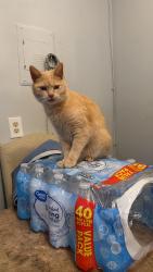 Lost Female Cat last seen Near n Ashland dr Burlington NC 27217, Burlington, NC 27217