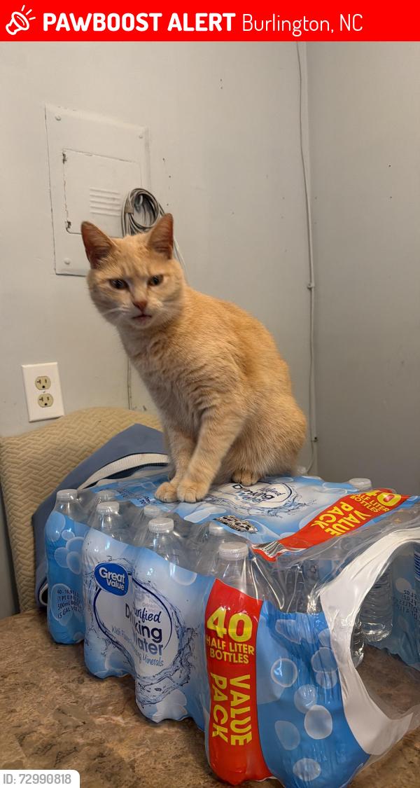 Lost Female Cat last seen Near n Ashland dr Burlington NC 27217, Burlington, NC 27217