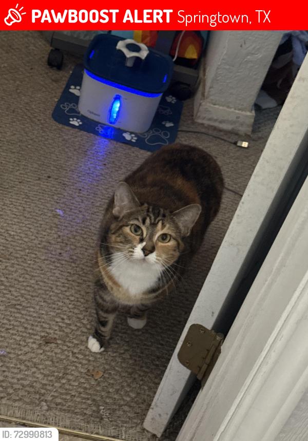 Lost Female Cat last seen Highland Cir., Springtown, TX 76082