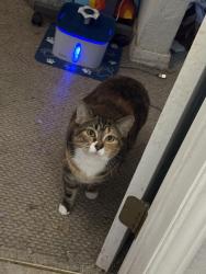Lost Female Cat last seen Highland Cir., Springtown, TX 76082