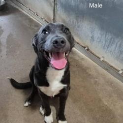 Shelter Stray Male Dog last seen , 2451 N Expressway 281, Edinburg, TX 78541, USA