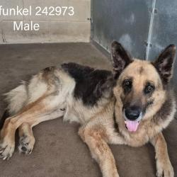 Shelter Stray Male Dog last seen , 2451 N Expressway 281, Edinburg, TX 78541, USA