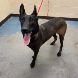 Shelter Stray Female Dog last seen , 2350 Appling City Cove, Memphis, TN 38133, USA