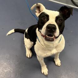 Shelter Stray Male Dog last seen , 4525 W Wendover Ave, Greensboro, NC 27409, USA