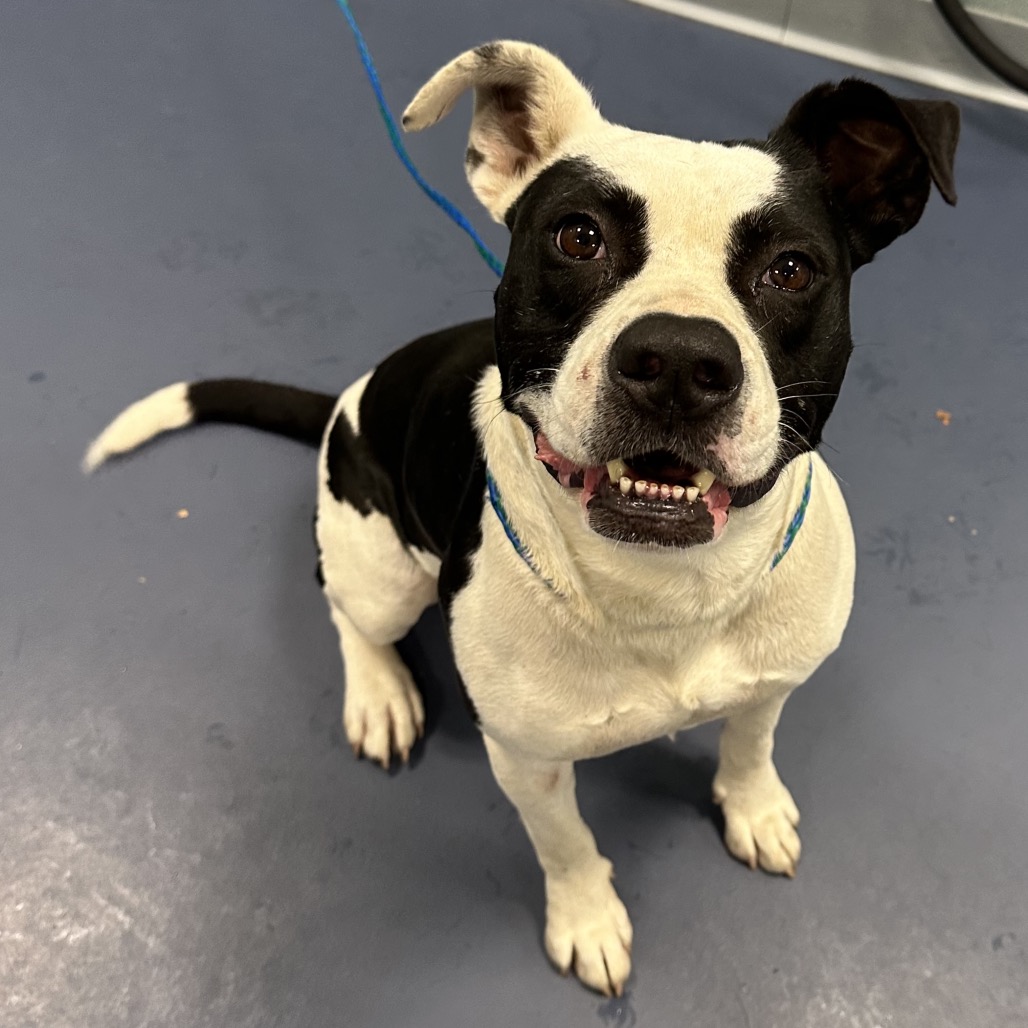 Shelter Stray Male Dog last seen , 4525 W Wendover Ave, Greensboro, NC 27409, USA