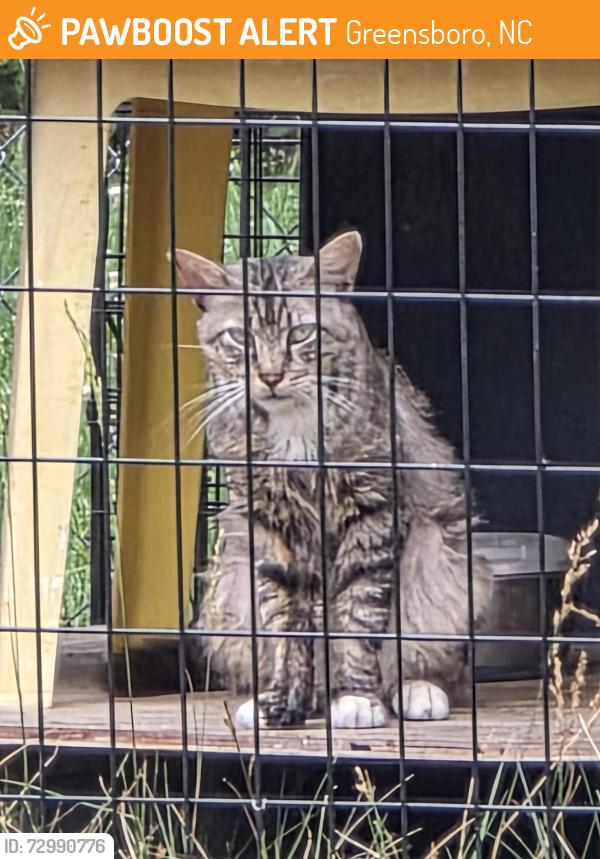 Found/Stray Unknown Cat last seen Martin Luther King Jr. Drive/Pennsylvania Avenue/Troy Street, Greensboro, NC 27406