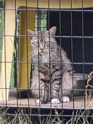 Found/Stray Unknown Cat last seen Martin Luther King Jr. Drive/Pennsylvania Avenue/Troy Street, Greensboro, NC 27406