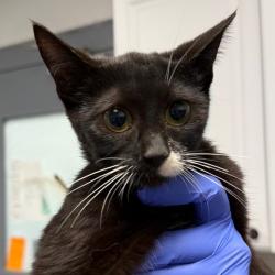 Shelter Stray Female Cat last seen , 328 Furman Hall Rd, Greenville, SC 29609, USA