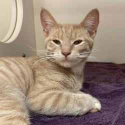 Shelter Stray Male Cat last seen , Animal Care & Control Team of Philly, 111 W Hunting Park Ave, Philadelphia, PA 19140, USA