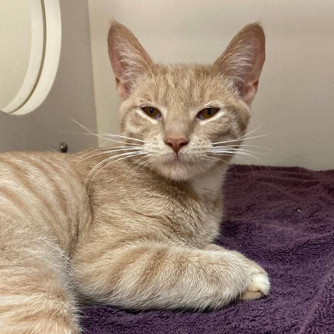 Shelter Stray Male Cat last seen , Animal Care & Control Team of Philly, 111 W Hunting Park Ave, Philadelphia, PA 19140, USA