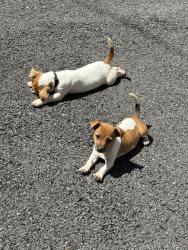 Lost Male Dog last seen Al40rr barley mow lane , Hertfordshire, England AL4