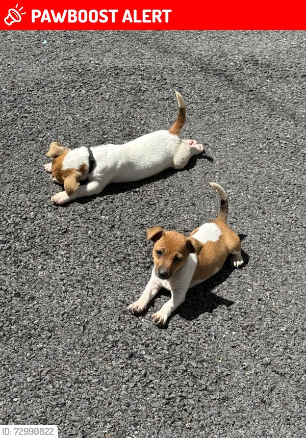 Lost Male Dog last seen Al40rr barley mow lane , Hertfordshire, England AL4