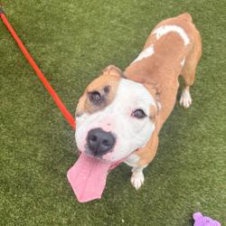 Shelter Stray Female Dog last seen , Animal Care & Control Team of Philly, 111 W Hunting Park Ave, Philadelphia, PA 19140, USA