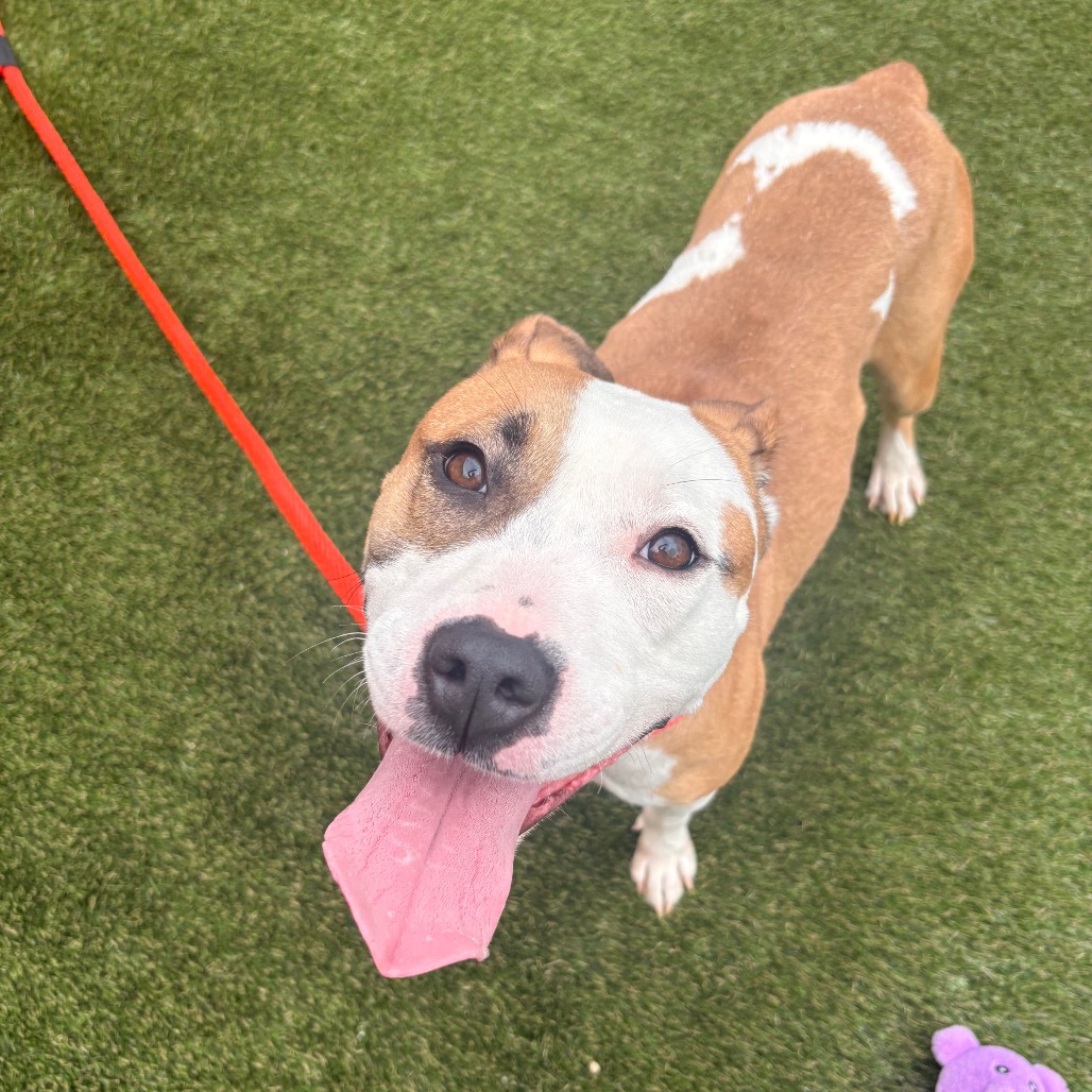 Shelter Stray Female Dog last seen , Animal Care & Control Team of Philly, 111 W Hunting Park Ave, Philadelphia, PA 19140, USA