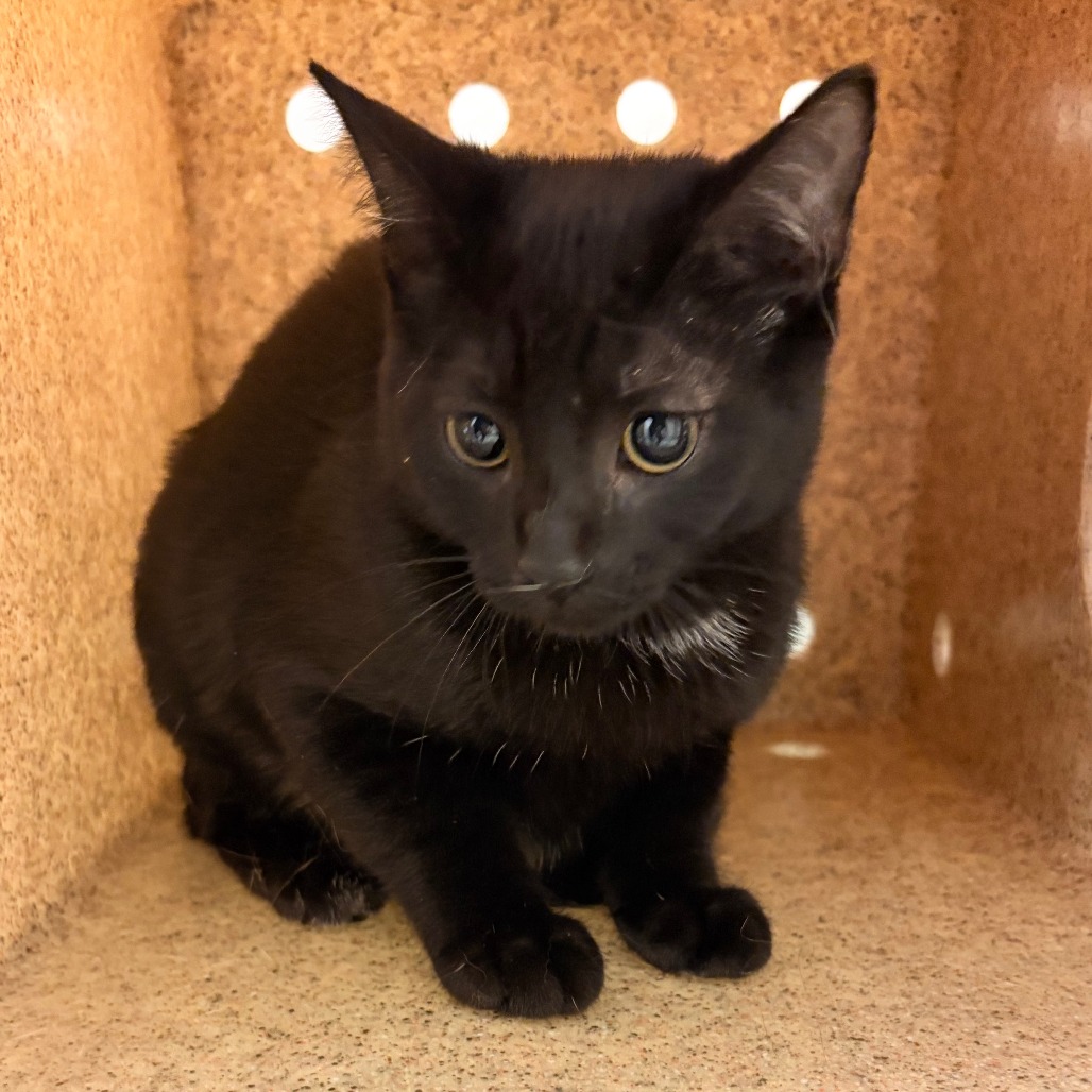 Shelter Stray Female Cat last seen , Animal Care & Control Team of Philly, 111 W Hunting Park Ave, Philadelphia, PA 19140, USA