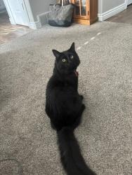 Lost Male Cat last seen Near w 6700 S , West Jordan, UT 84084