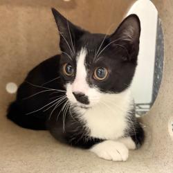 Shelter Stray Female Cat last seen , Animal Care & Control Team of Philly, 111 W Hunting Park Ave, Philadelphia, PA 19140, USA