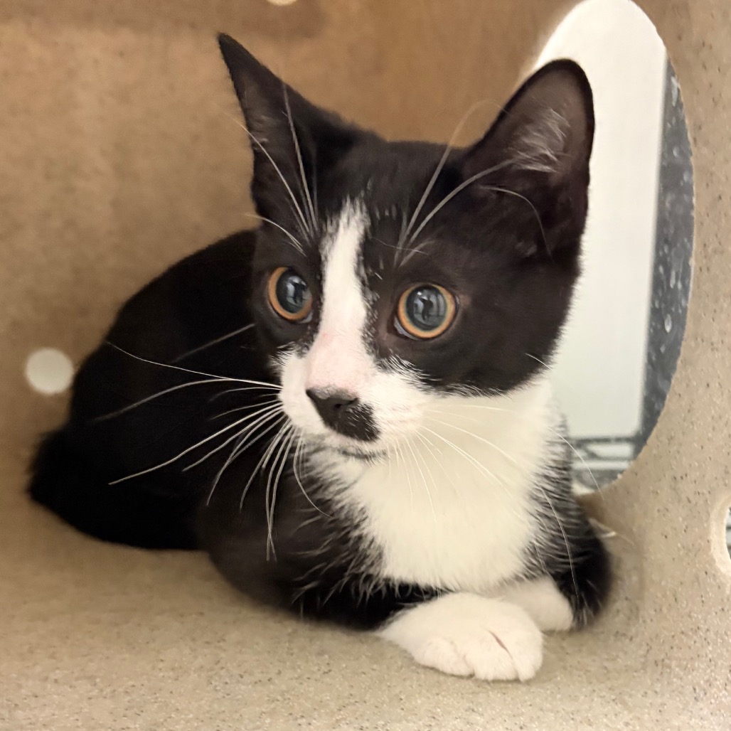 Shelter Stray Female Cat last seen , Animal Care & Control Team of Philly, 111 W Hunting Park Ave, Philadelphia, PA 19140, USA