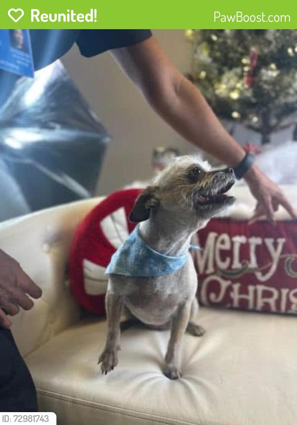Reunited Female Dog last seen Near th ave and Bell, Phoenix, AZ 85023