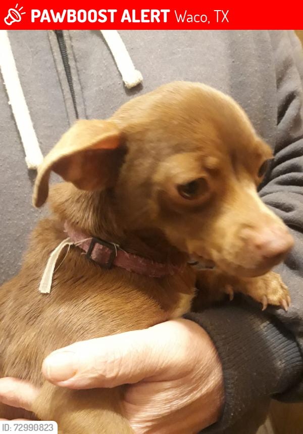 Lost Male Dog last seen Medium size brown chihahua, Waco, TX 76707