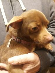 Lost Male Dog last seen Medium size brown chihahua, Waco, TX 76707