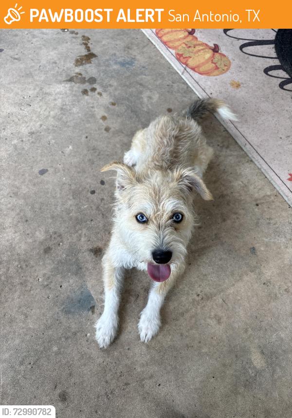 Found/Stray Male Dog last seen 151/410, San Antonio, TX 78251