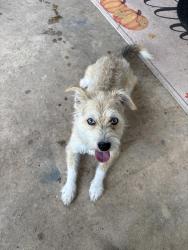 Found/Stray Male Dog last seen 151/410, San Antonio, TX 78251