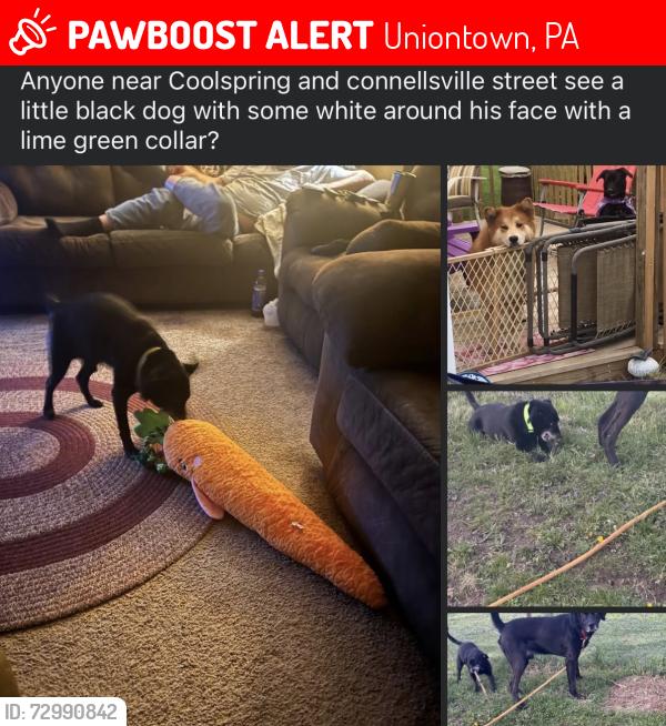 Lost Male Dog last seen Coolspring street , Uniontown, PA 15401