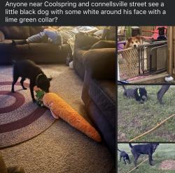 Lost Male Dog last seen Coolspring street , Uniontown, PA 15401