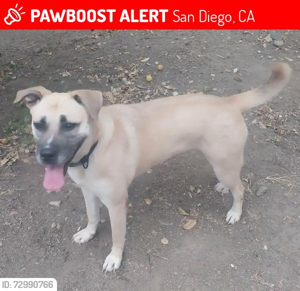 Lost Female Dog last seen Athey, San Diego, CA 92173
