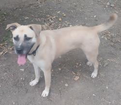 Lost Female Dog last seen Athey, San Diego, CA 92173