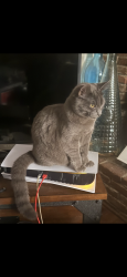 Lost Male Cat last seen Near De Anza Dr , Vallejo, CA 94589