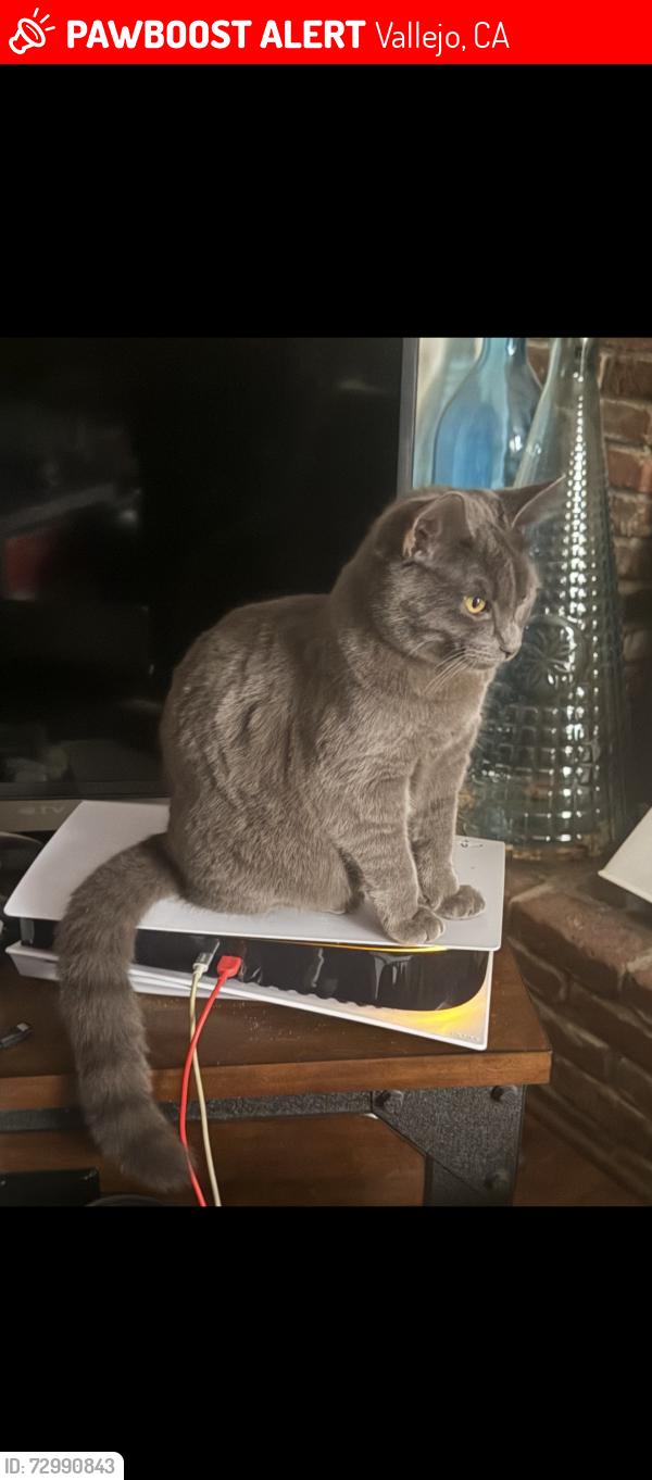 Lost Male Cat last seen Near De Anza Dr , Vallejo, CA 94589
