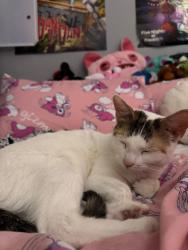 Lost Female Cat last seen Nuffield road, West Midlands, England CV6 7JA
