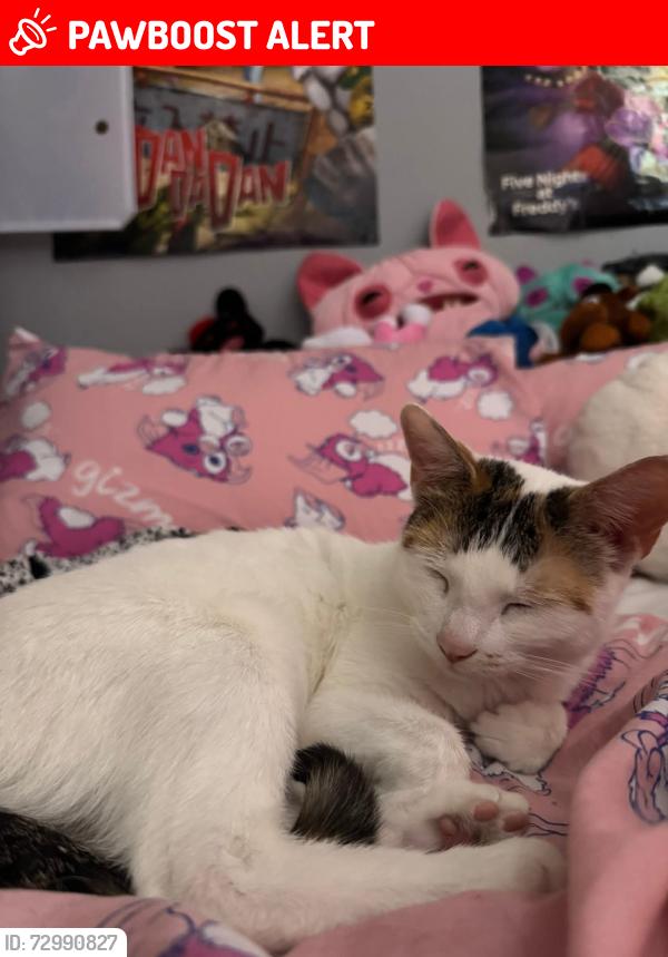 Lost Female Cat last seen Nuffield road, West Midlands, England CV6 7JA