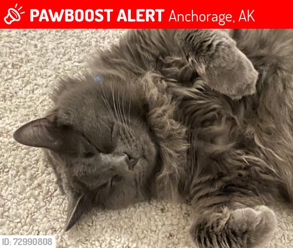 Lost Male Cat last seen Brittany Drive  and Northern Lights , Anchorage, AK 99504