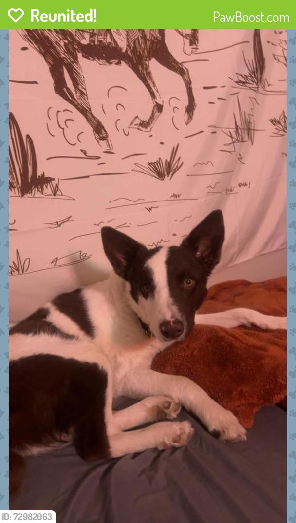 Reunited Male Dog last seen Near hannifin st. , Eureka, UT 84628